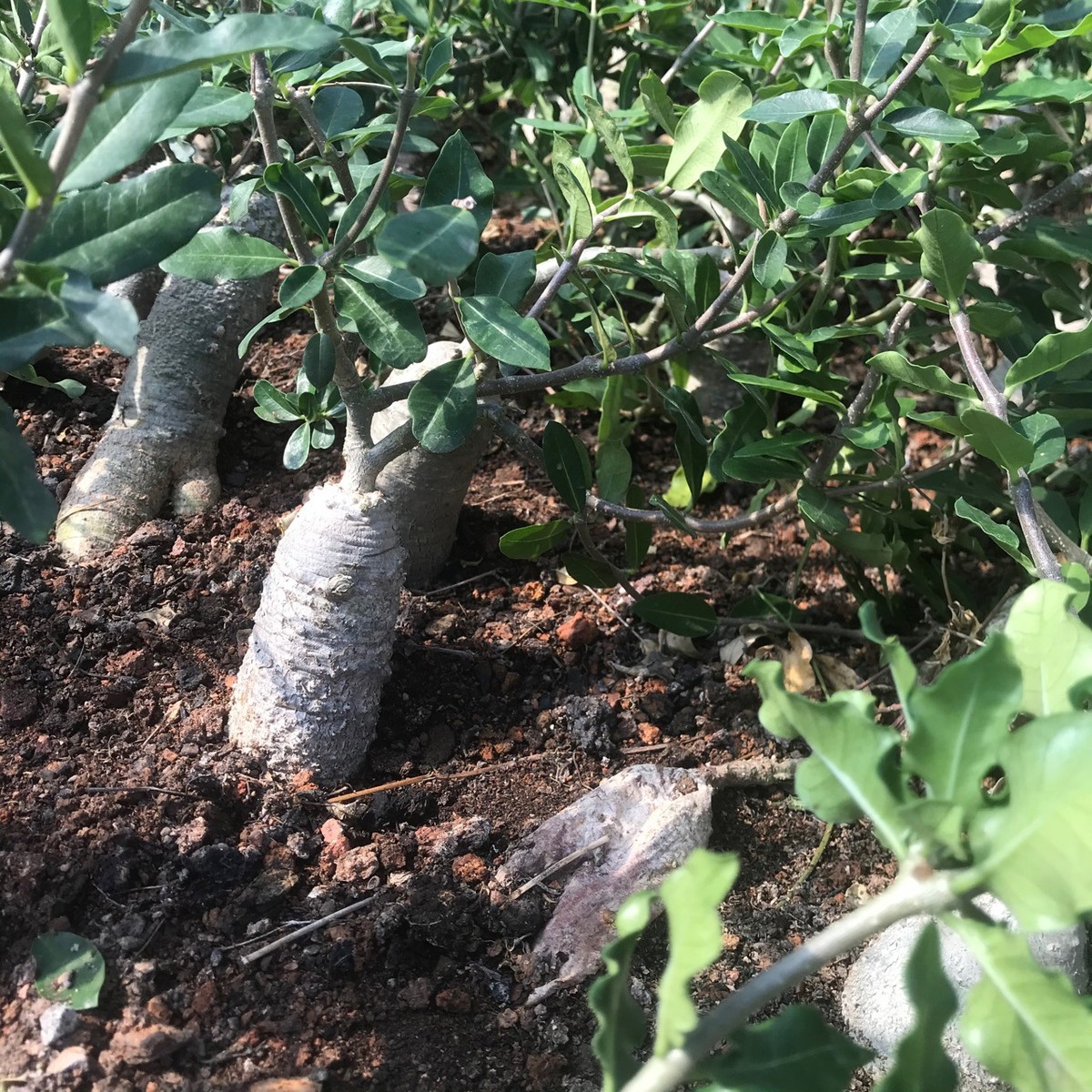 盆栽掌形不含盆科火星人块根萝藦多肉多肉植物仙人球仙人掌批发