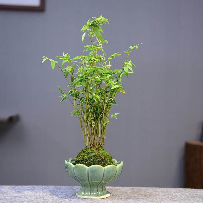 ZB03 涟漪荷托苔玉球米竹竹子盆景桌面盆栽绿植带盆茶室小盆栽
