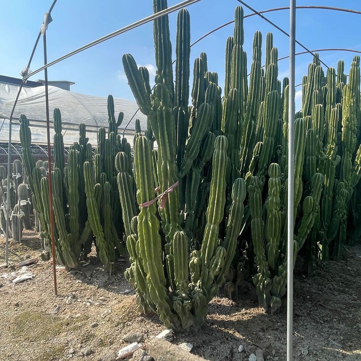 福建仙人掌基地报价沙生植物仙人球造景大戟阁武仑柱批发