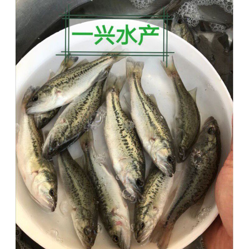 优质鲈鱼苗加州鲈鱼大规格路亚苗大口黑鲈冷水包活包邮淡水