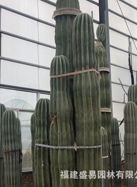 量天尺 仙人镜 仙人掌武伦柱 红太古北欧风格欧美室内盆栽 老乐柱