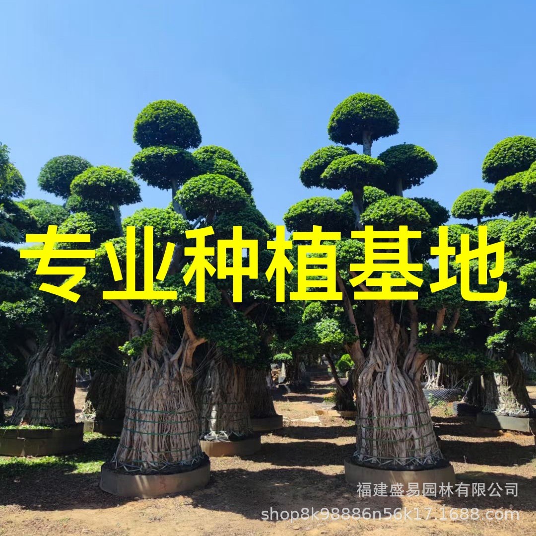 金钱小叶价格造型榕树桩头重庆造型榕榕供应四川小叶榕桩头批发