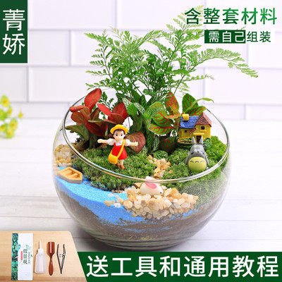 15cm切口苔藓微景观diy材料包创意玻璃球生态瓶子摆件礼品物套装