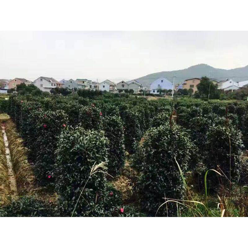 金边直销优质茶梅柱金森女贞柱大叶黄杨柱基地黄杨柱等批发