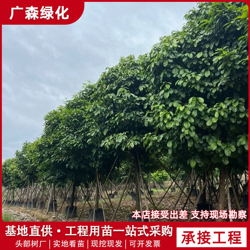 丛生假苹婆树园林绿化行道乔木苗公园广场工程风景树梓树养护施工