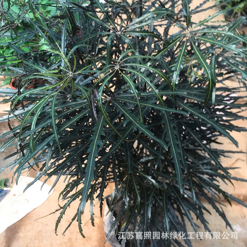 孔雀木盆盆景花卉客厅室内大植物办公室栽绿植