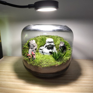 花开见佛桌面植物微景观盆景雨林缸生态瓶禅意盆栽苔藓好养成品发