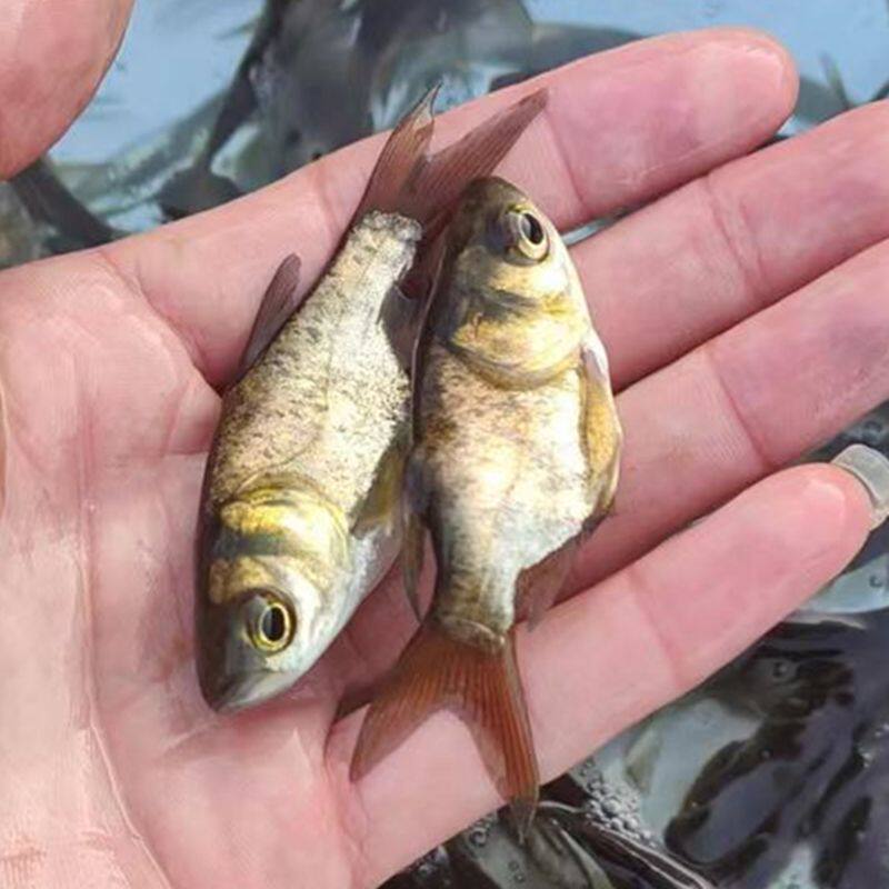 缩养殖大头鱼苗锁骨仙骨胖头鱼苗缩骨花鲢鲢鳙鱼苗淡水骨食用批发