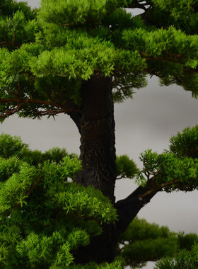 仿真绿植松树办公室植物盆景盆栽摆件迎客松人造景观仿真松树