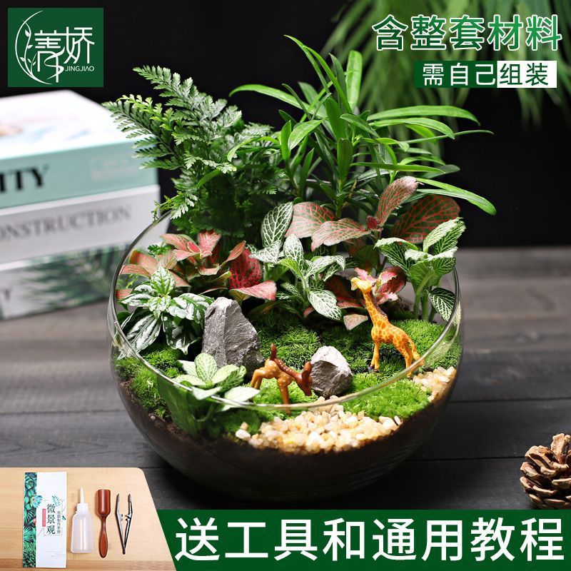 20苔藓微景观生态瓶绿植暖植材料包切组合套装物种场活动大号
