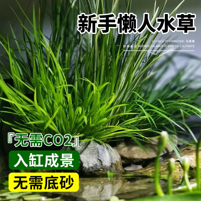 水培石菖蒲苗鱼池龟缸造景水草好养易活盆栽养龟绿植附石四季常青