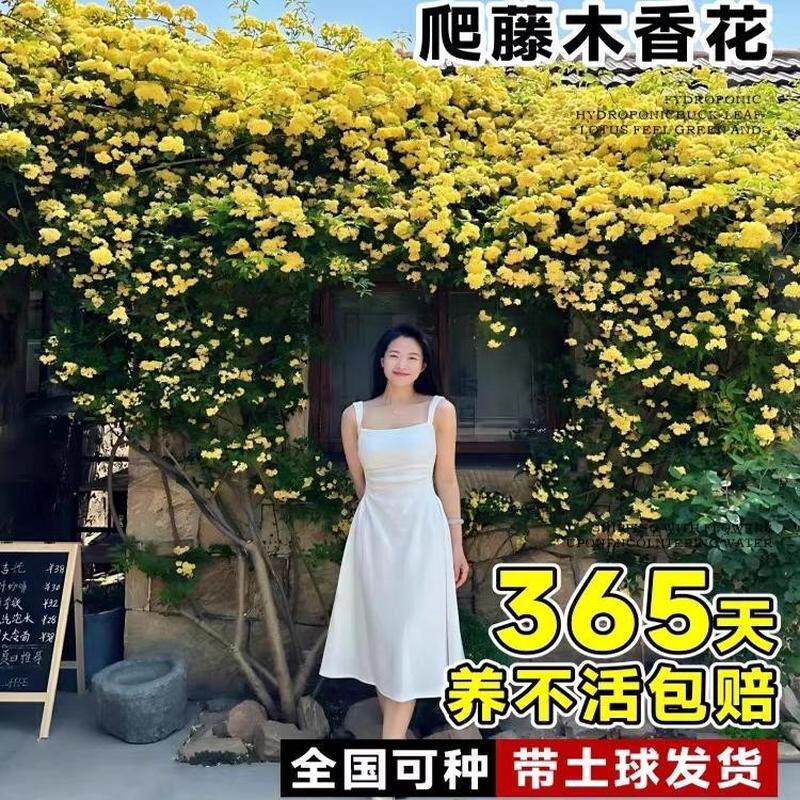 院子里适合种的花黄木香爬藤老桩树苗庭院地栽四季开花植物室厂家