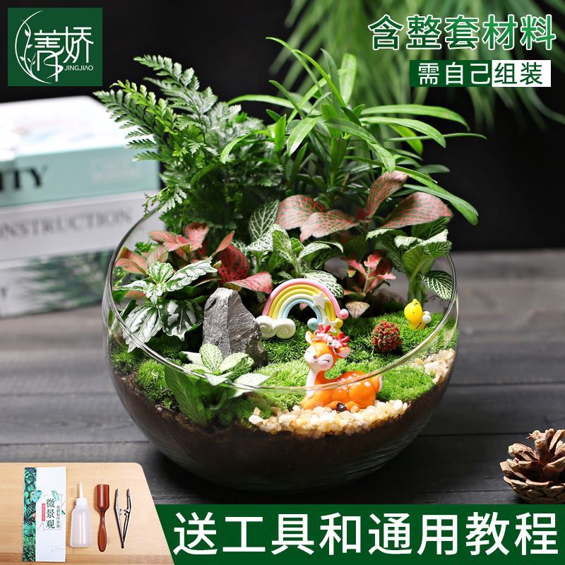 20苔藓微景观生态瓶绿植物种植大号切组合套装暖场活动材料包