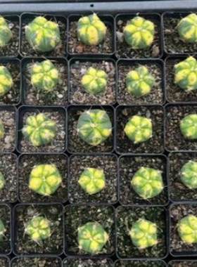 散斑圣王锦2-3cm仙人球自根侧芽自根沙生仙人掌基地多肉植物植物