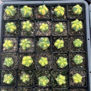 散斑圣王锦2-3cm仙人球自多肉植物侧芽自根根仙人掌基地沙生植物