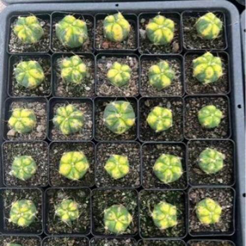 散仙人掌圣王锦2-3cm仙人球自根侧芽自根多肉植物斑基地沙生植物