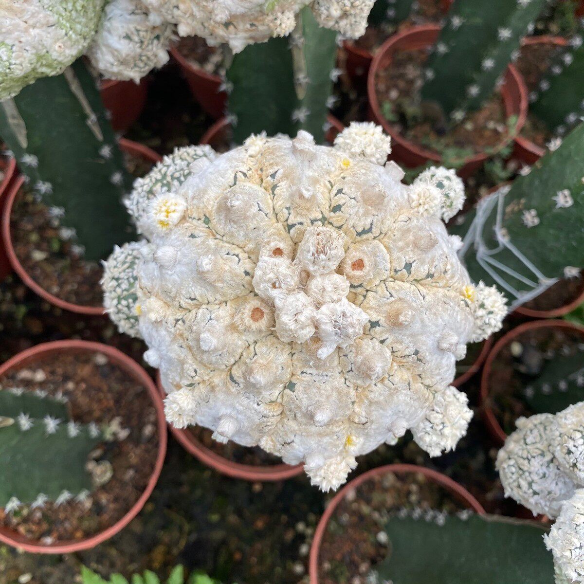 花园仙人球小盆栽嫁接直径7-8厘米兜多肉植物