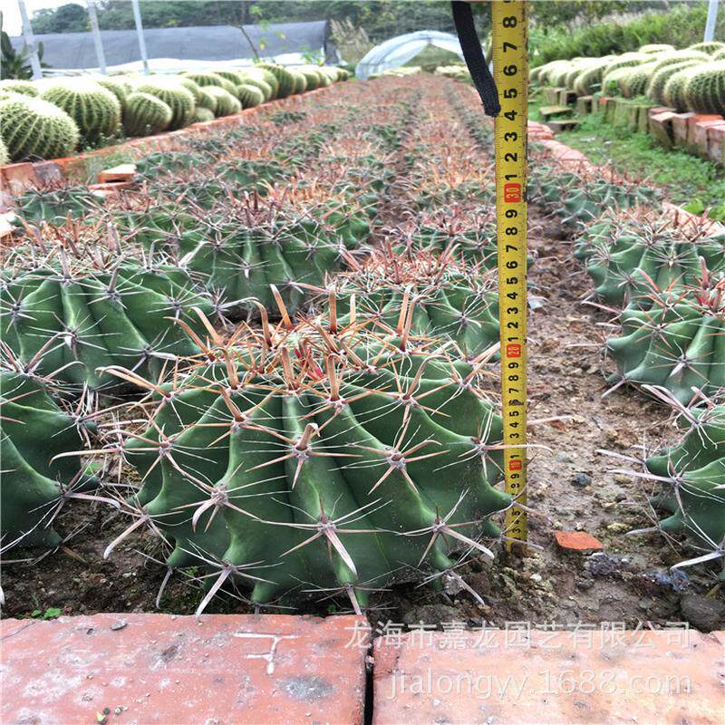 沙漠鹫玉仙人球植物狂刺开花植物盆栽巨热带景观植物厂家批发