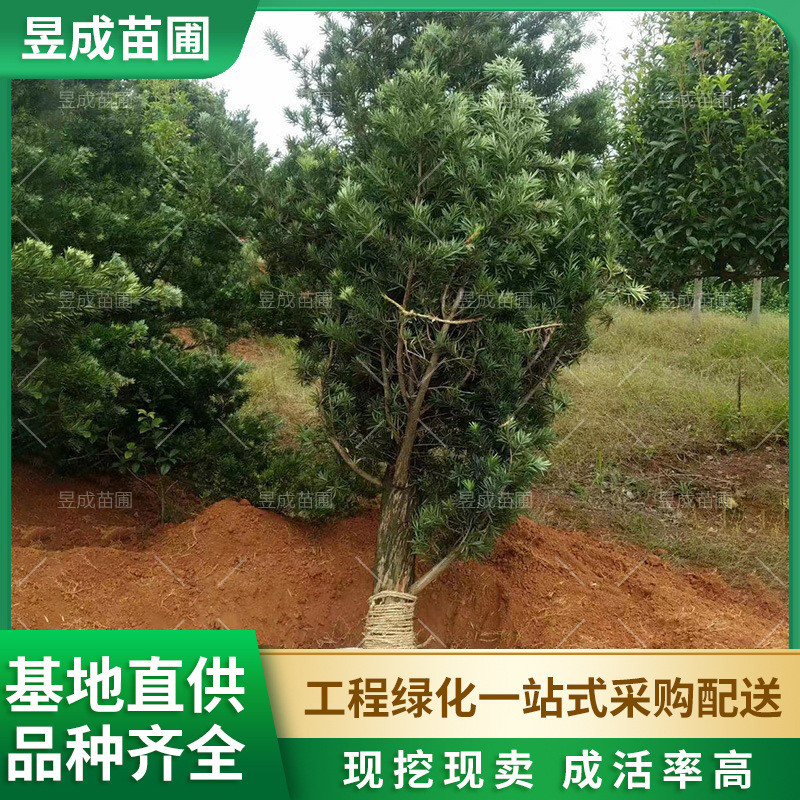罗汉松毛胚地径20-25公分乔木风景移栽树湖南产地直销罗汉松毛坯