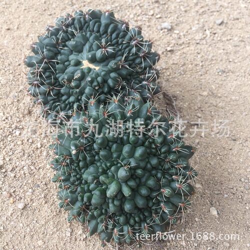 特别形状菲花趣味桌面绿植办公室阳台玉仙人球