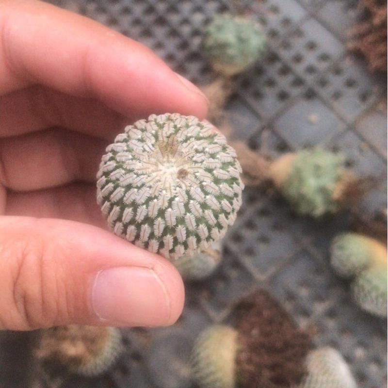 基地直发仙人球多肉植物自根仙人球精巧殿娇丽趴刺不扎手仙人掌批