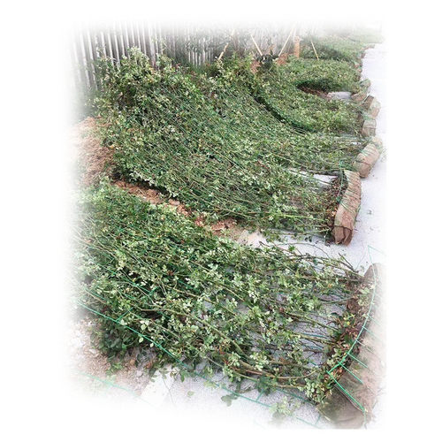 月季网片批发精品月季花墙月季迷宫户外多款款月季种植小苗现货