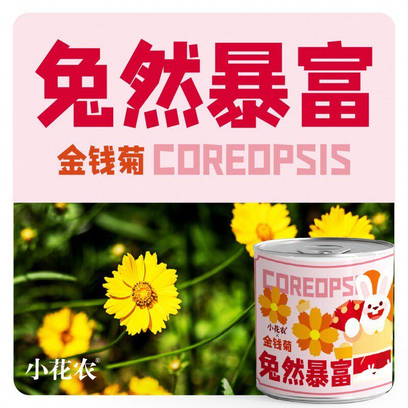 批发祝福盆栽绿植厂家网红款小花农种植摆件幼儿园小学种植盆栽