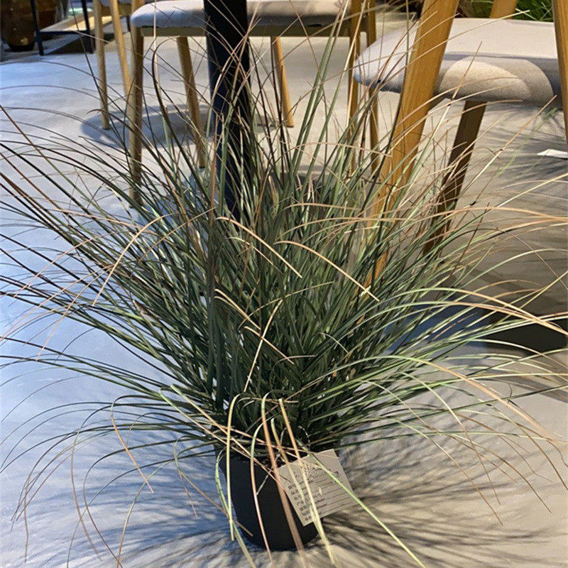 蒲草盆景假草丛盆栽植物室内绿化布景芦苇橱窗装饰小草洋葱草