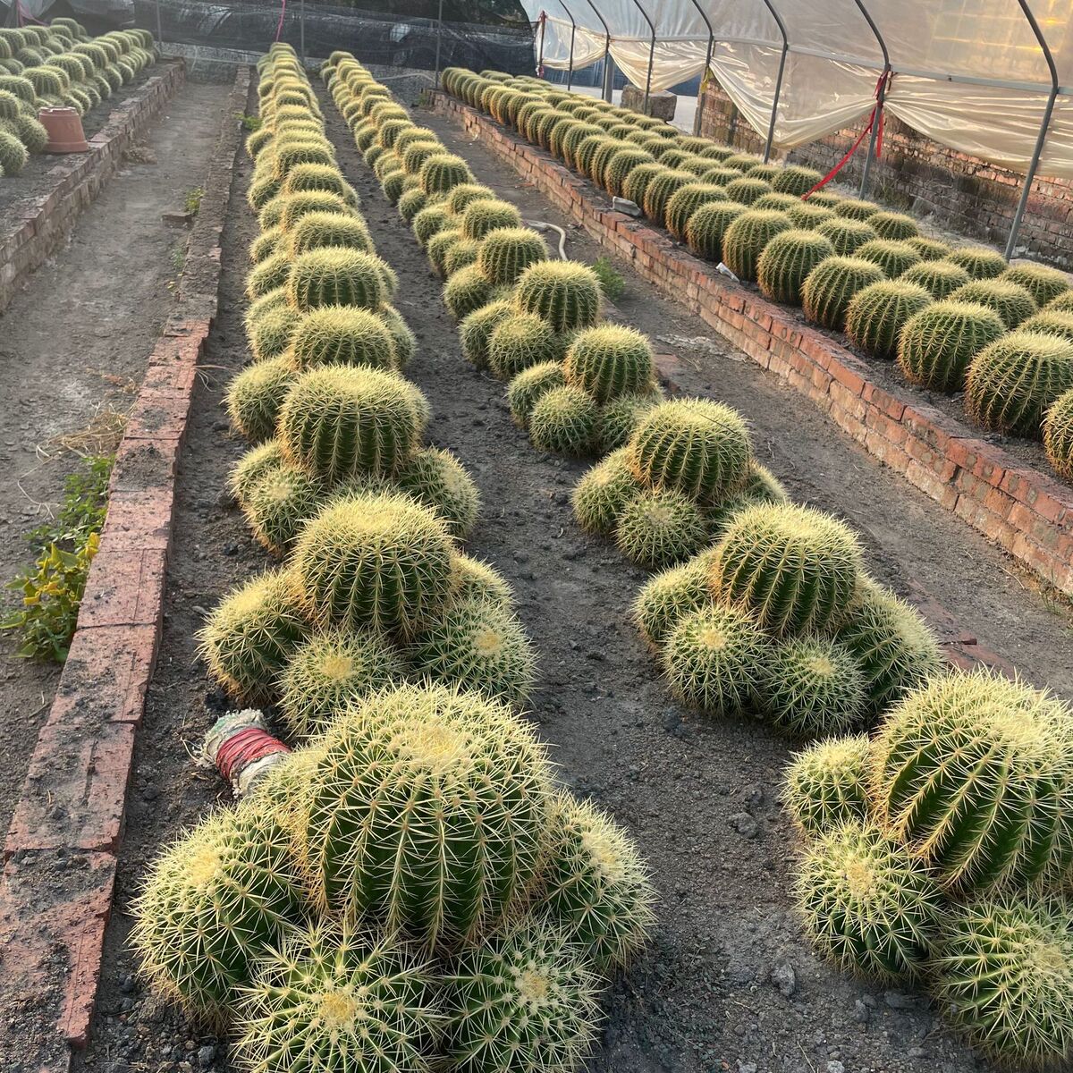 金仙人球虎80公分基地沙生植物龙舌兰产地仙人掌价格