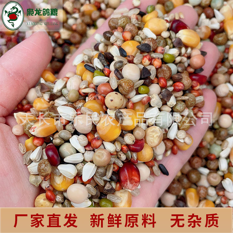 营养龙鸽粮枭a1赛鸽信鸽营养饲料鸽子食有玉米50斤