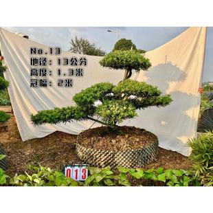 浏阳佳智苗圃小临水造型罗汉松造景观赏基地直发