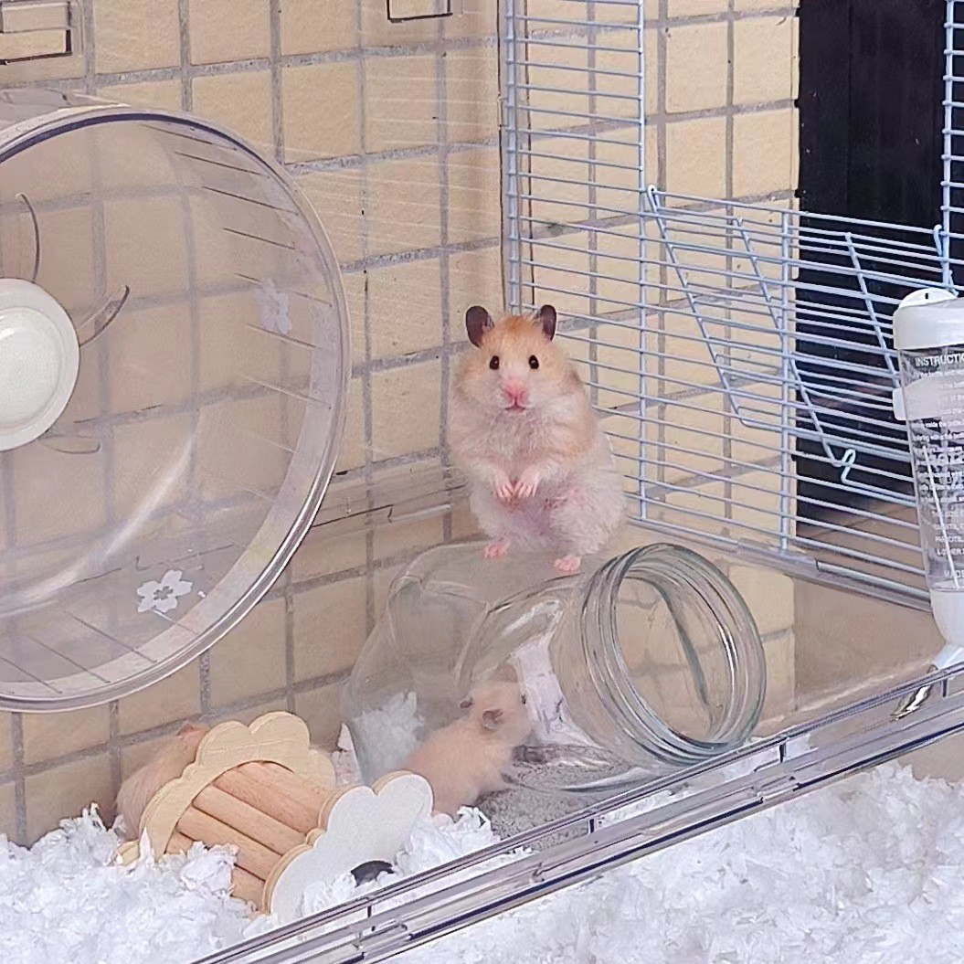 厂家批发亚克力qt透明仓鼠金丝熊笼繁殖箱笼观赏全