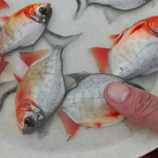 白淡水鲳鱼苗红鲳鱼苗食肉鱼食饲料鱼苗观赏鱼苗凶猛鱼苗