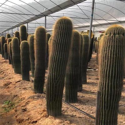 福建仙人球龙舌兰植物热带植物造景沙生仙人掌大戟阁土人节柱报价