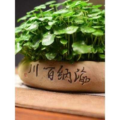 铜钱草水培植物金钱大叶子水养盆栽创意四季好养客厅室内绿植花卉