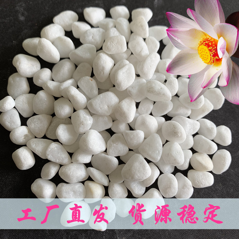 白色鹅卵石厂家园林装饰白石白石头水洗石庭院造景米水磨石白石子