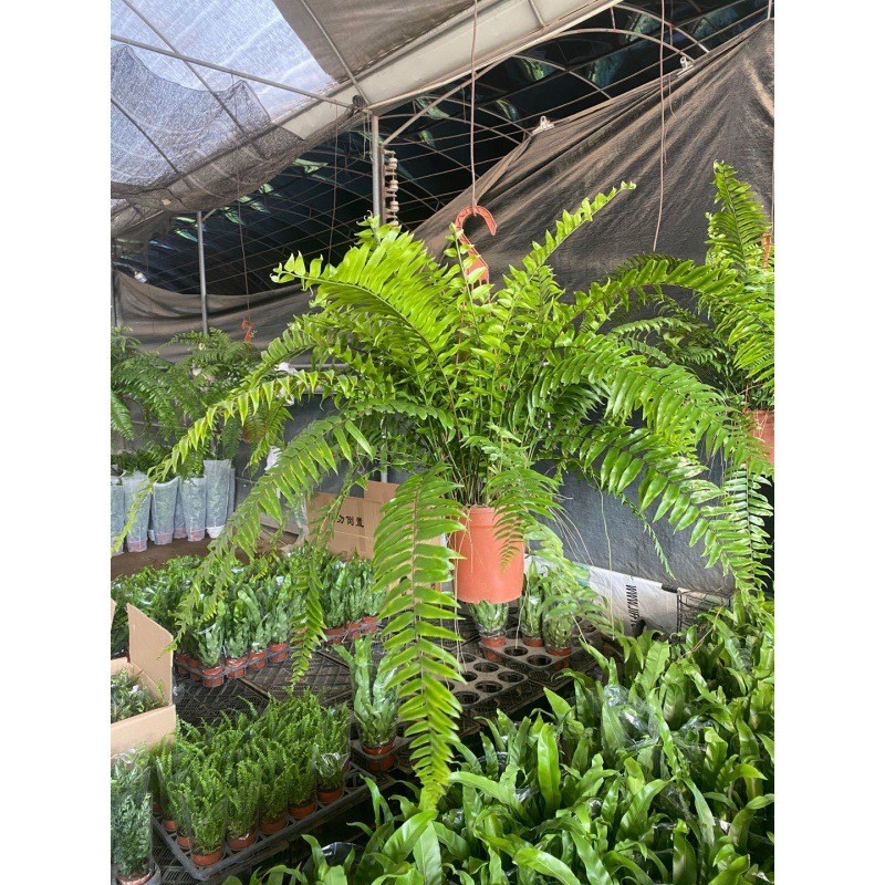 长叶肾蕨波斯顿蕨大型蕨类室内培植物室内盆阳台花卉霸王蕨吊绿植