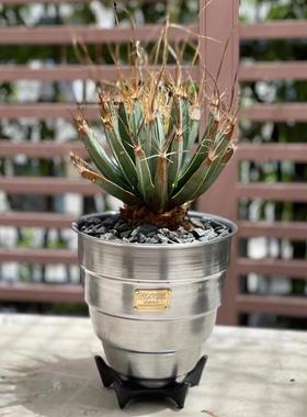 多肉龟甲龙木村金属盆masses m&m龙舌兰象足漆树铝制块根花盆