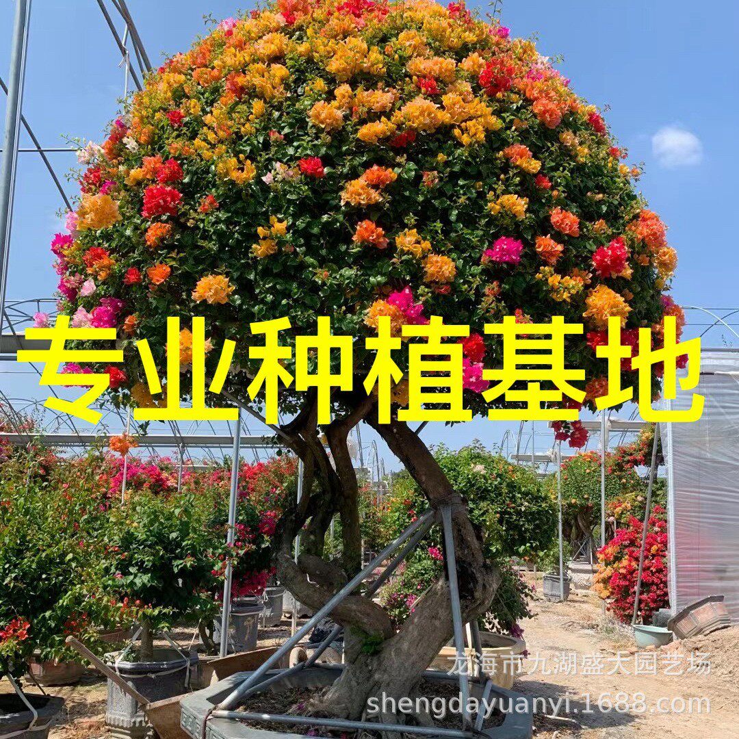 广西三角梅桩头报价三角梅红花重庆盆景五雀造型三角梅树桩价格