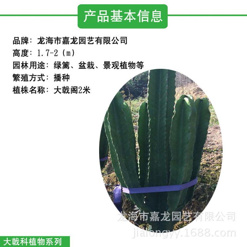 大型展览盆栽布景大戟阁植物西餐厅室内无刺沙漠景观衣服店沙漠
