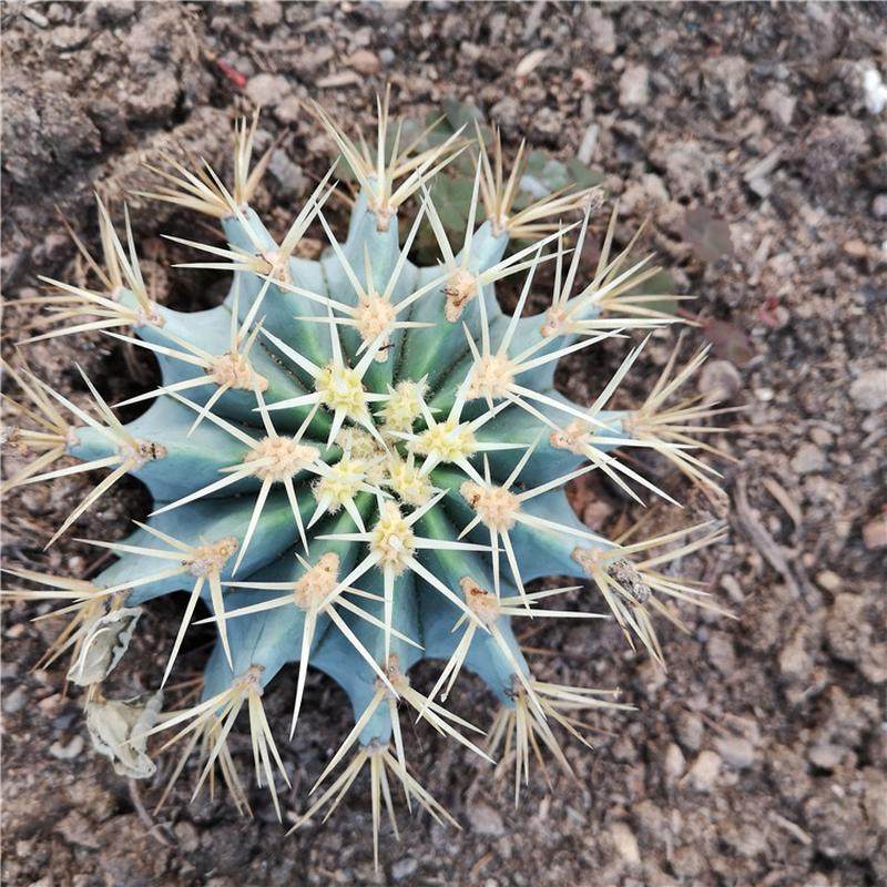 仙人球王冠龙植物筒掌大型沙生蓝造景植物花卉盆栽基地直发