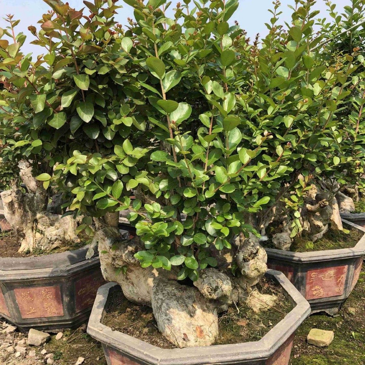 福建紫薇桩百日红价格浙江紫薇树桩报价安徽紫薇桩头批发,鲜花速递/花卉仿真/绿植园艺,土壤覆盖物,淘宝优惠券,粉丝福利购,淘宝优惠卷