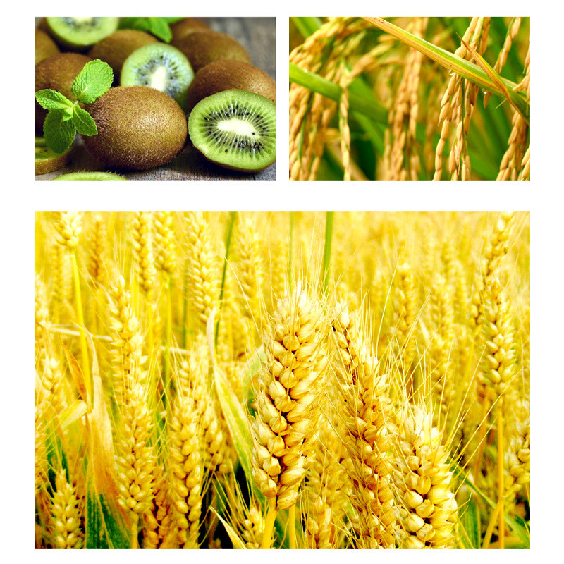 瓦拉格罗苗迪发爆发式株壮生根缓苗促壮专生毛细根侧根肥料1000ml