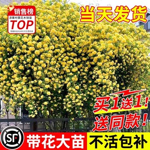 院子里适合种的花木香花爬藤四季开花树苗别墅庭院绿植物耐寒厂家