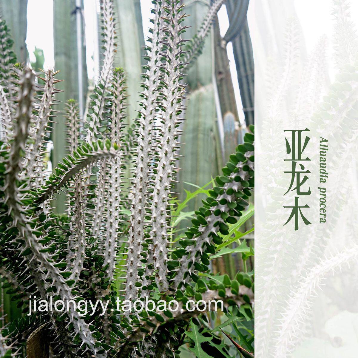多头亚龙木龙树科室内多肉植物景观仙人掌漳州盆栽造景花卉批发