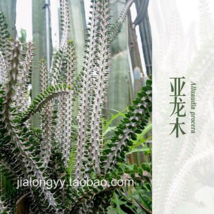 多头亚盆栽龙树科室内多肉植物景观龙木漳州仙人掌造景花卉批发