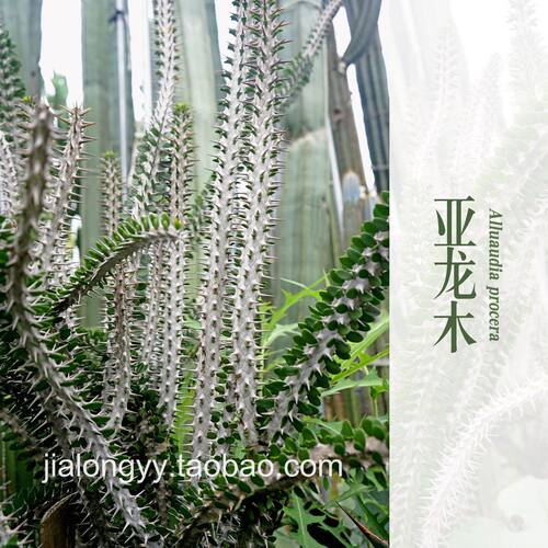 盆栽亚龙木龙树科室内多肉植物景观多头漳州仙人掌造景花卉批发