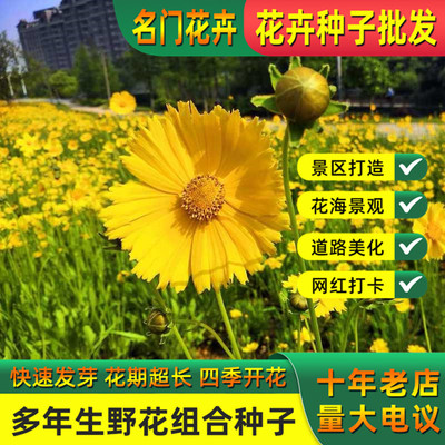 金鸡菊花籽多年生宿根花卉四季易活花海花期长大花金鸡菊花种籽子