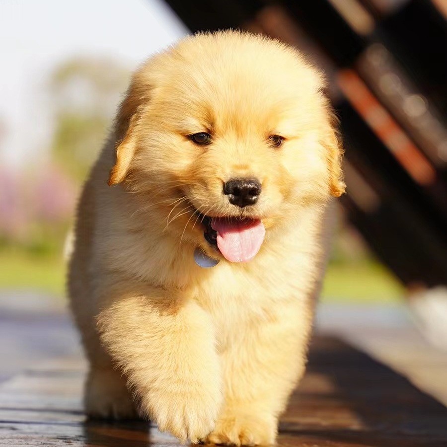 纯种金毛犬幼犬金毛幼犬拉布拉多犬舍养导盲犬宠物狗狗价格崽幼