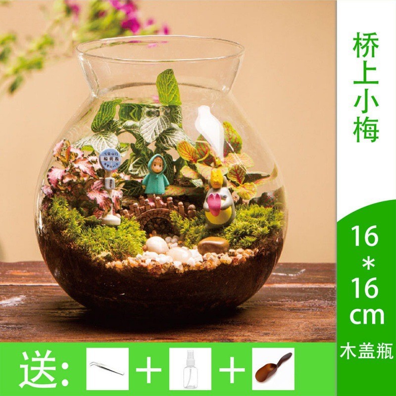 微景观摆件微观苔藓绿植套装玻璃组合盆栽生态瓶材料包盆景物